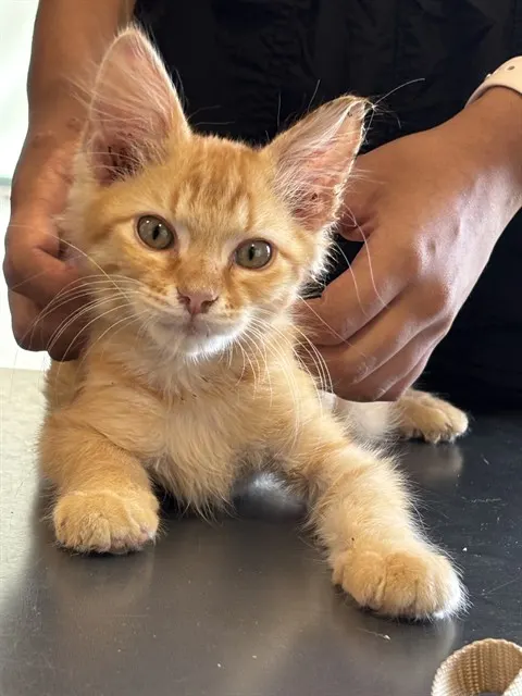 Finn