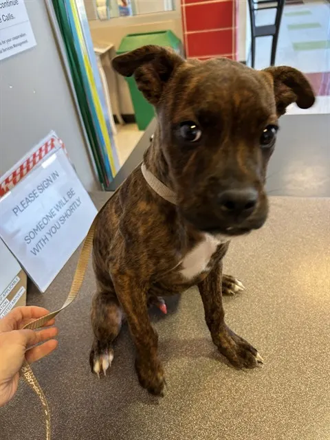 Adoptable Dog