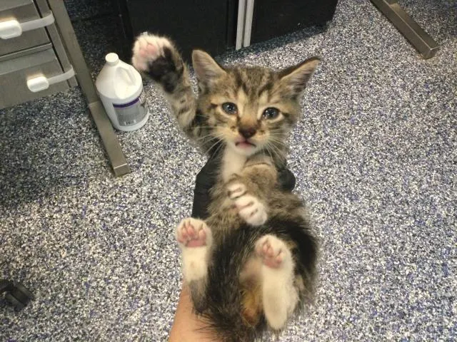 Adoptable Cat