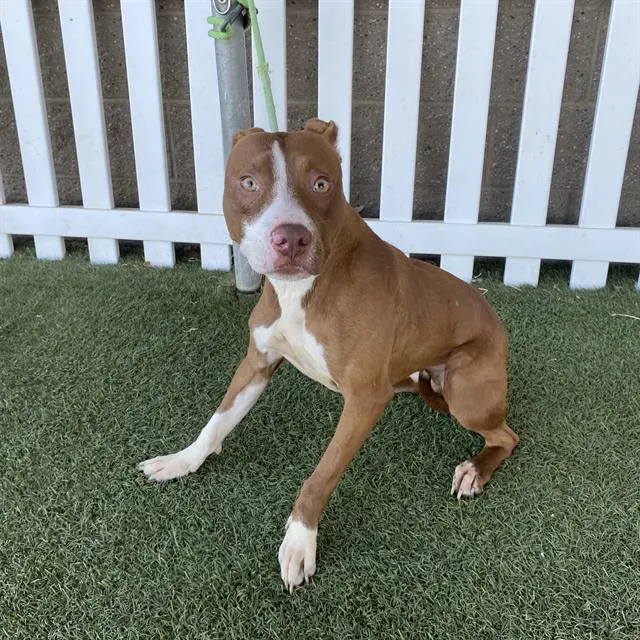 Adoptable Dog