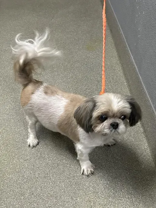 Remmie