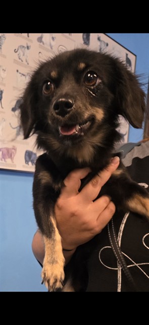 Adoptable Dog