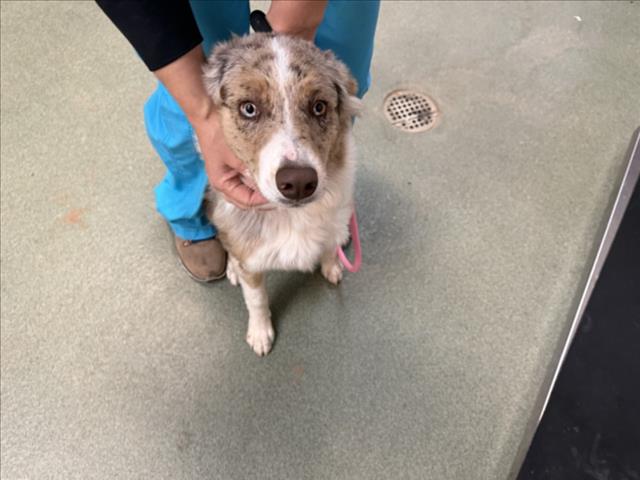 Adoptable Dog