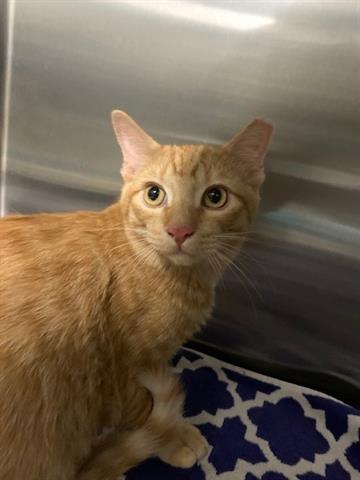 Adoptable pet