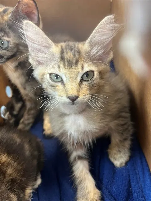Taz