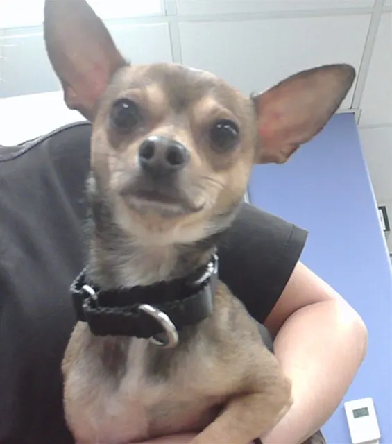 Alfie