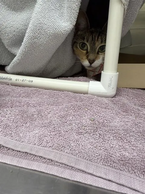 Slinky