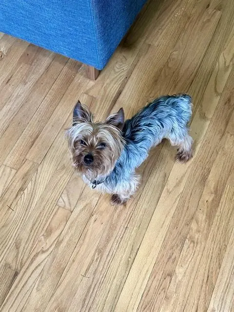Winston
