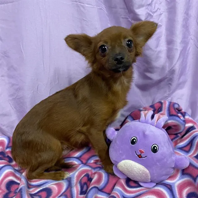 Adoptable Dog