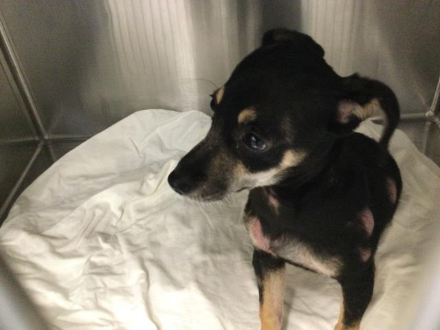 Adoptable Dog