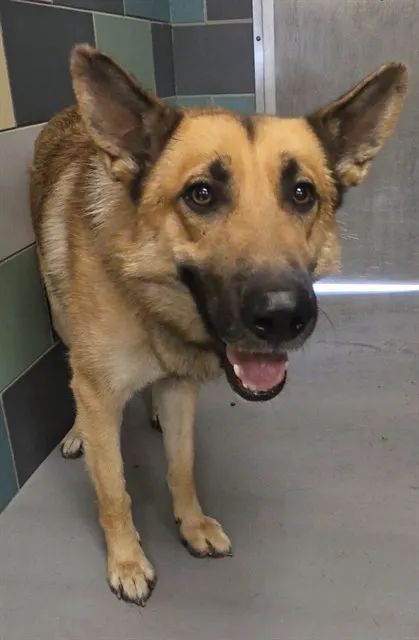 Adoptable Dog