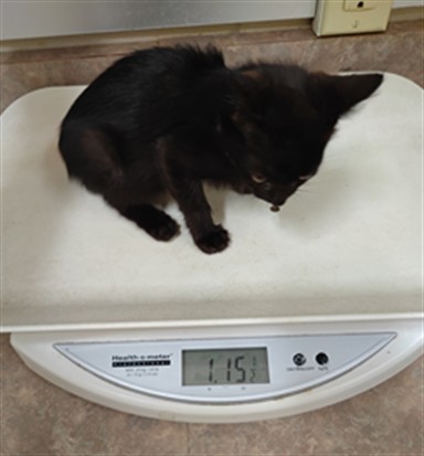Adoptable Cat