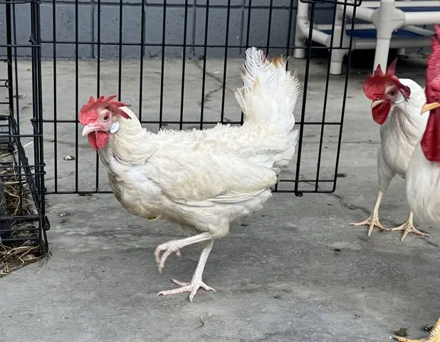 Adoptable Bird