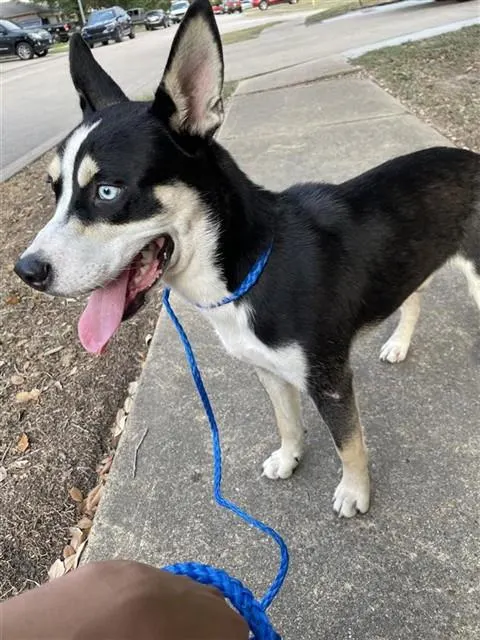 Adoptable Dog