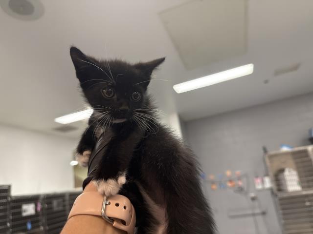 Figaro