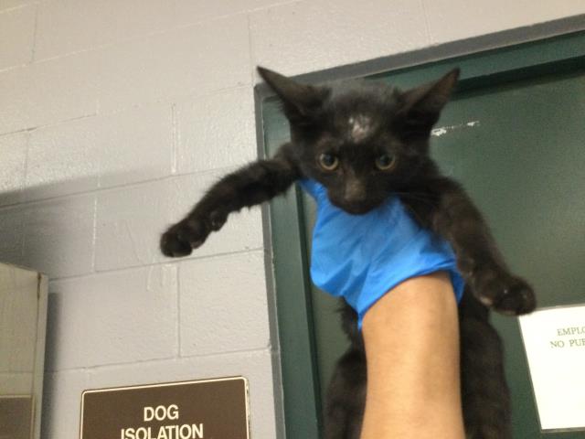 Adoptable Cat