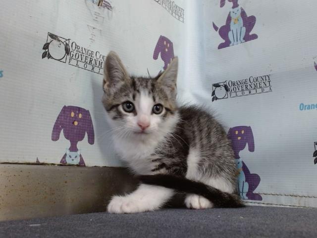 Adoptable Cat