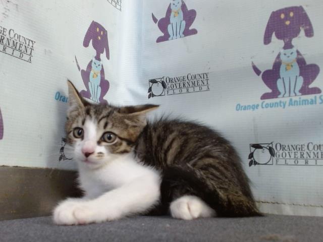 Adoptable Cat