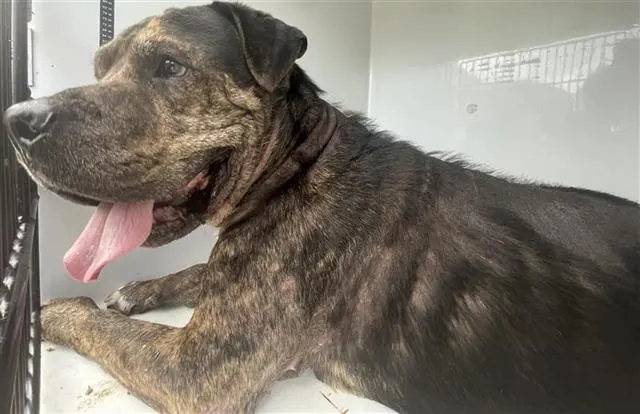 Adoptable Dog