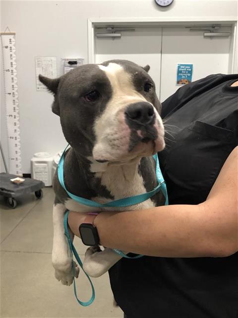 Adoptable Dog