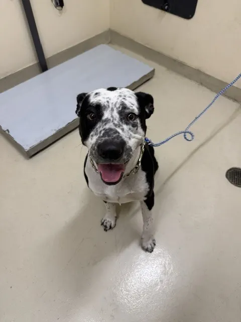 Coco