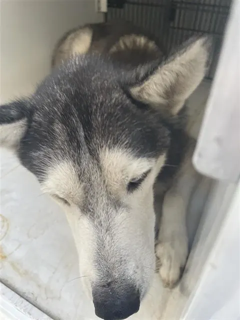 Adoptable Dog