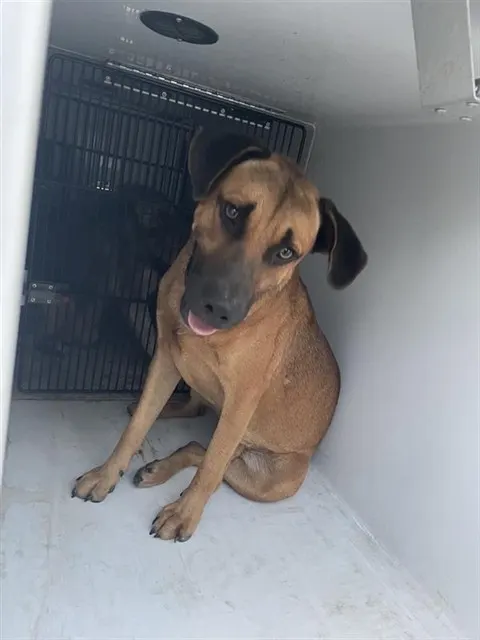 Adoptable Dog