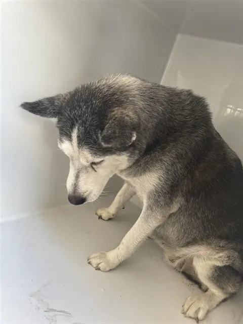Adoptable Dog