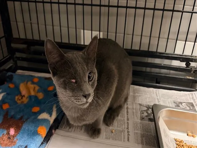 Adoptable Cat