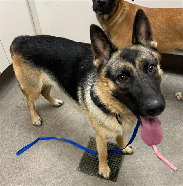 Adoptable Dog