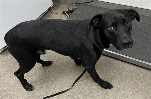 Adoptable Dog