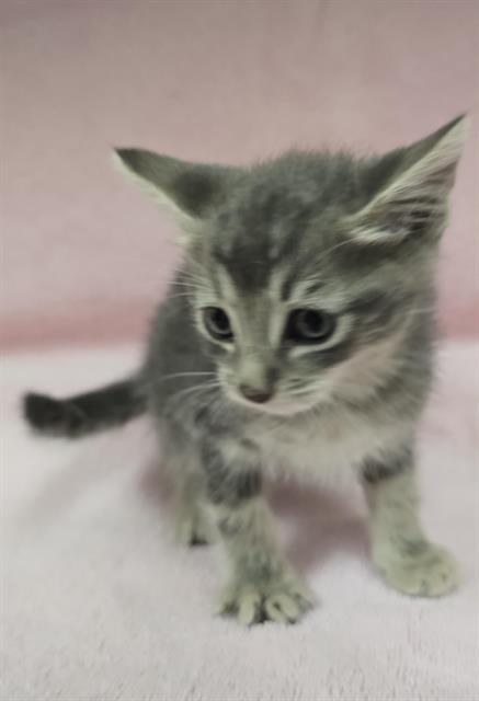Wally