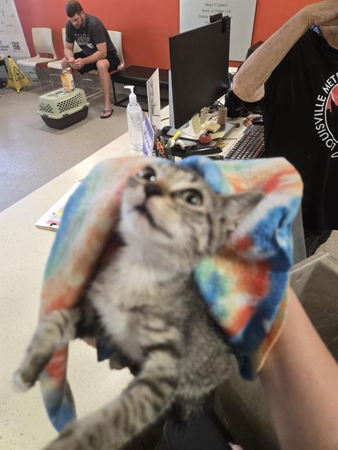 Meowly Cyrus