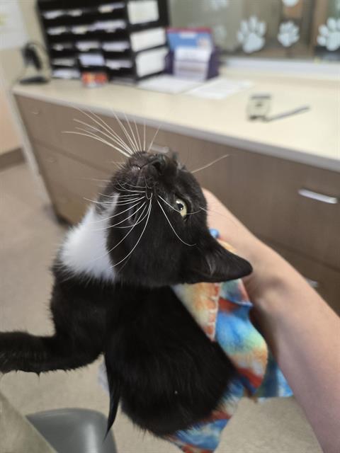Edgar Allen Paw