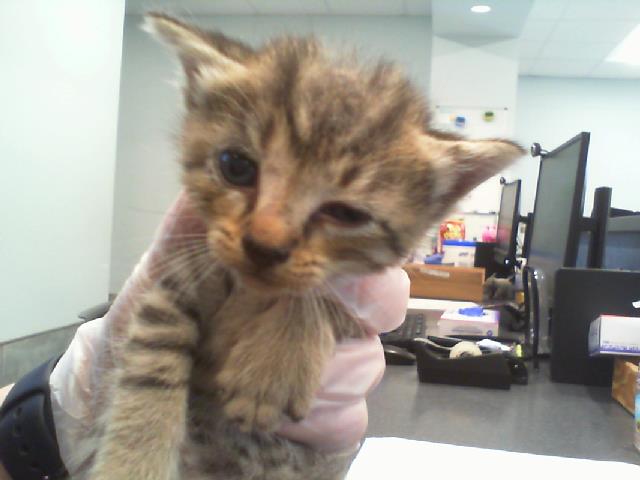 Adoptable Cat