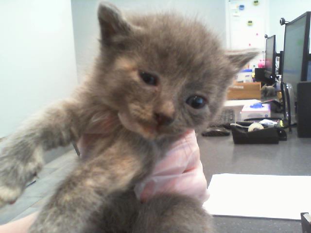 Adoptable Cat