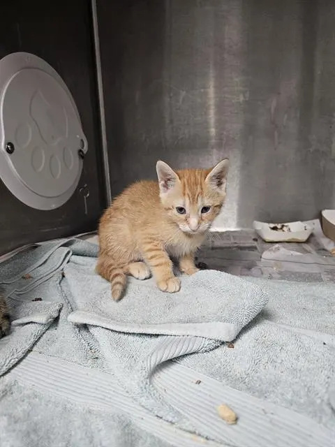 Adoptable Cat