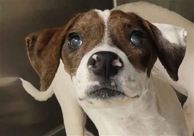 Pup2