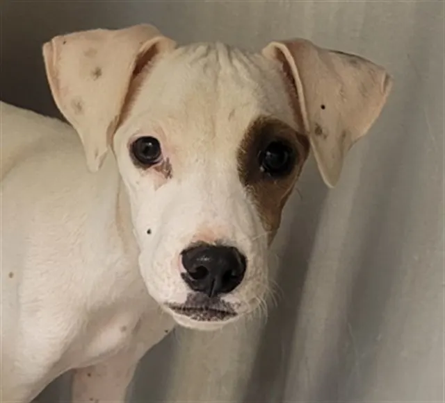 Pup4