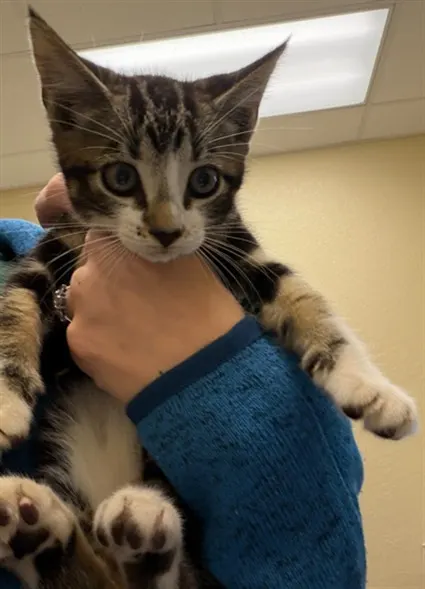 Adoptable Cat