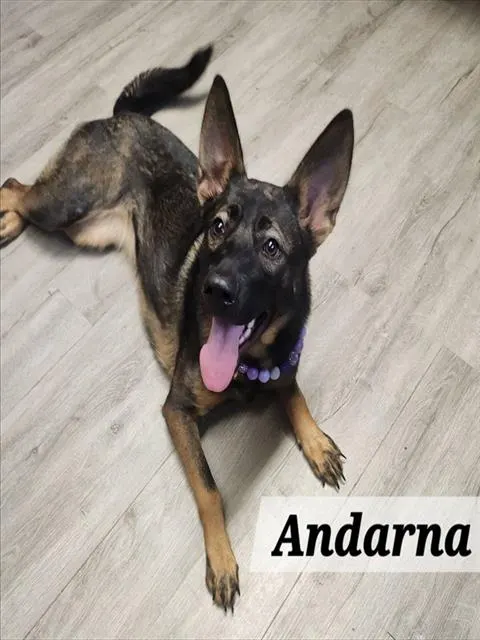 Andarna