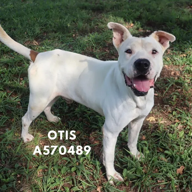 Otis