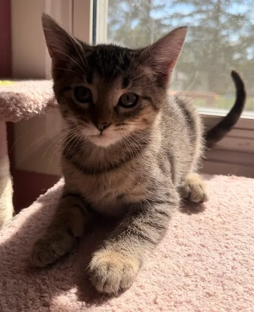 Maple Mischief