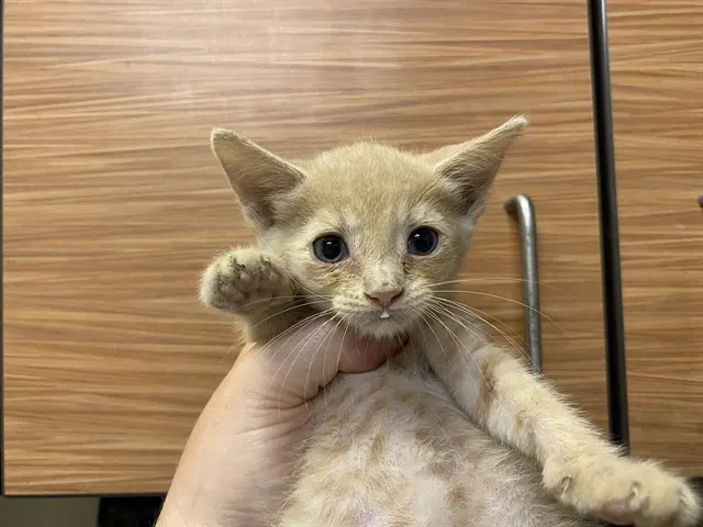 Adoptable Cat