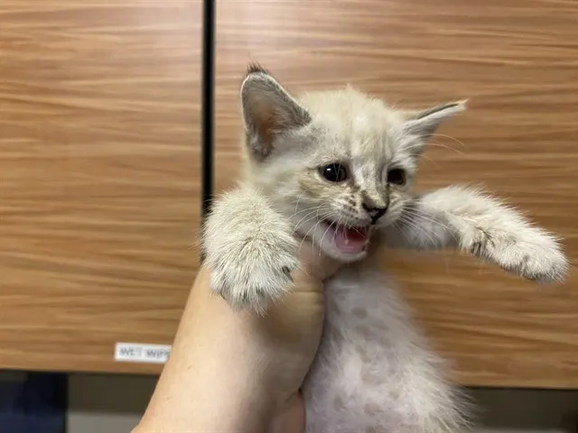 Adoptable Cat