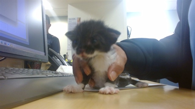 Steve