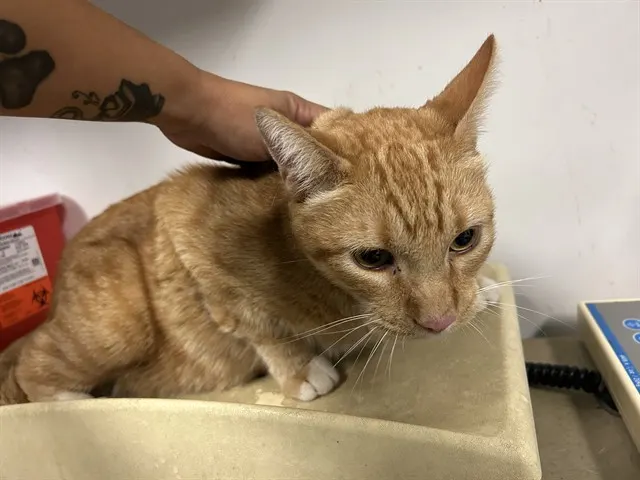 Simba