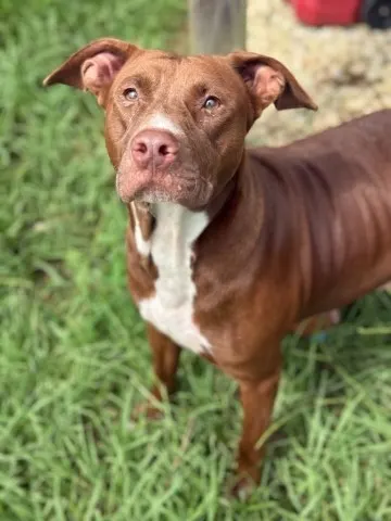 Nutmeg