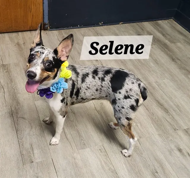 Selene