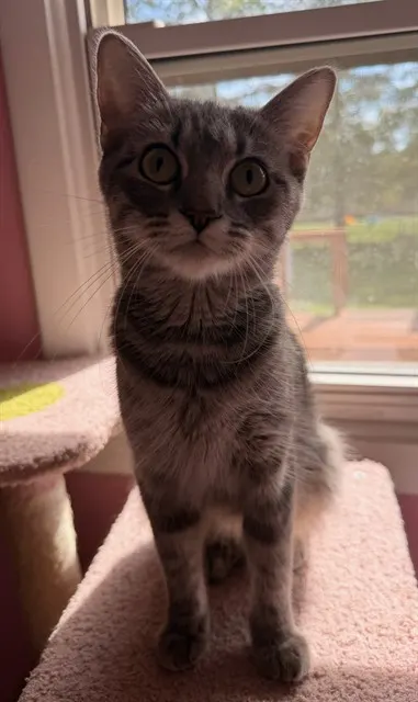 Miss Dolly